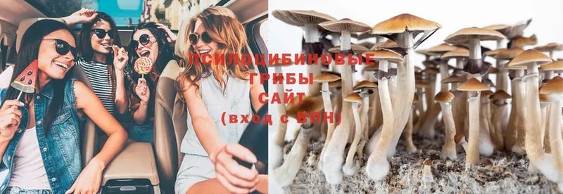 Псилоцибиновые грибы Cubensis  Валуйки 